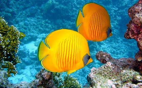 lemon-butterflyfish-380037_640