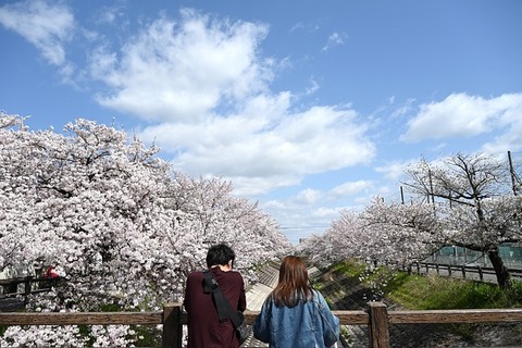 cherry-blossoms-g9abd44634_640